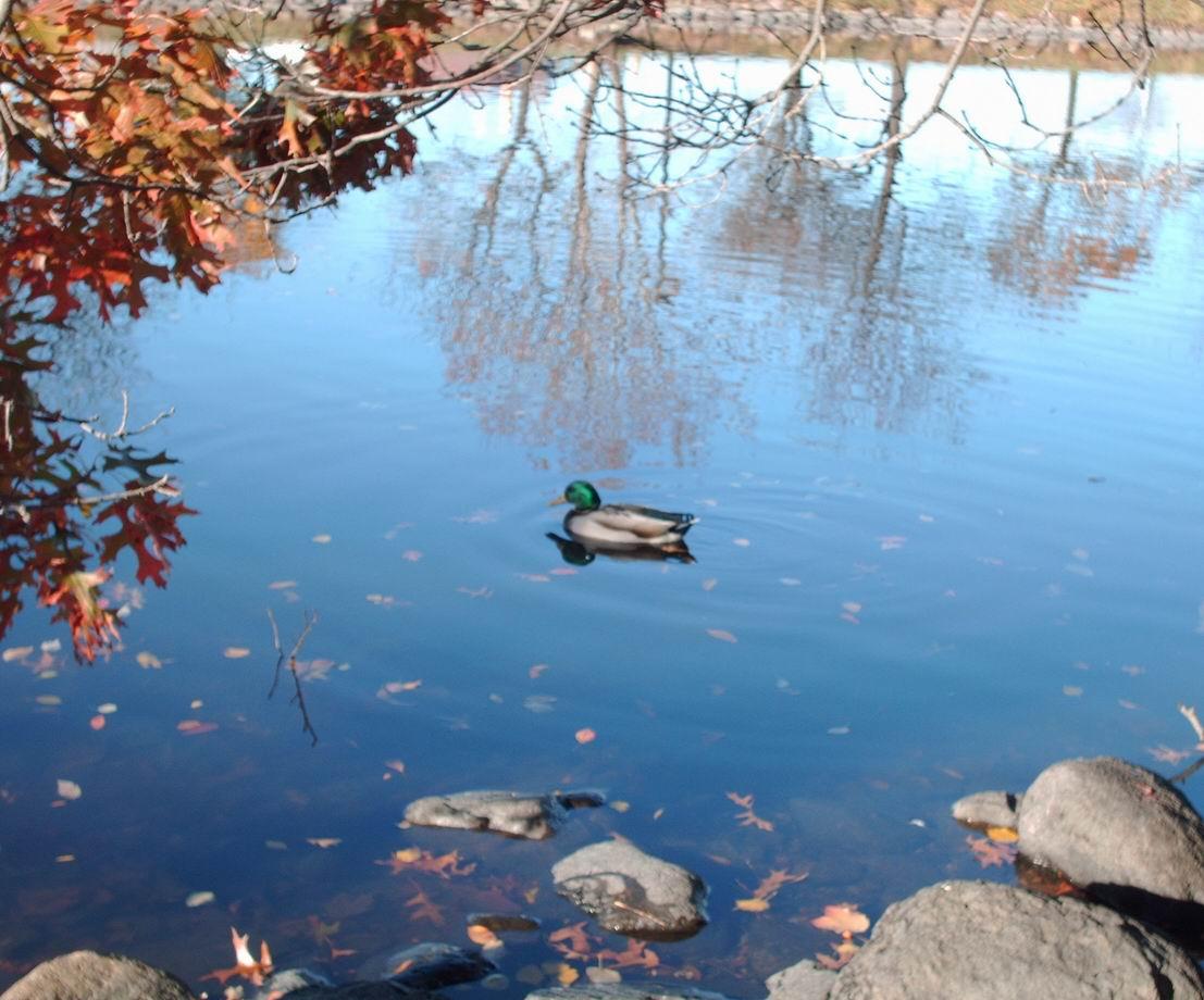 Mallard on the Charles River (user submitted)