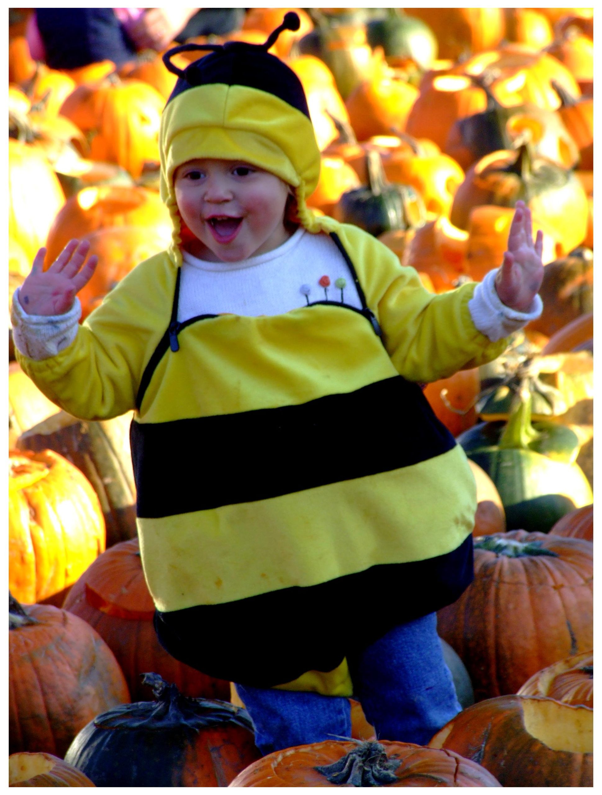 Happy Bee in Pumpkin Festival (user submitted)