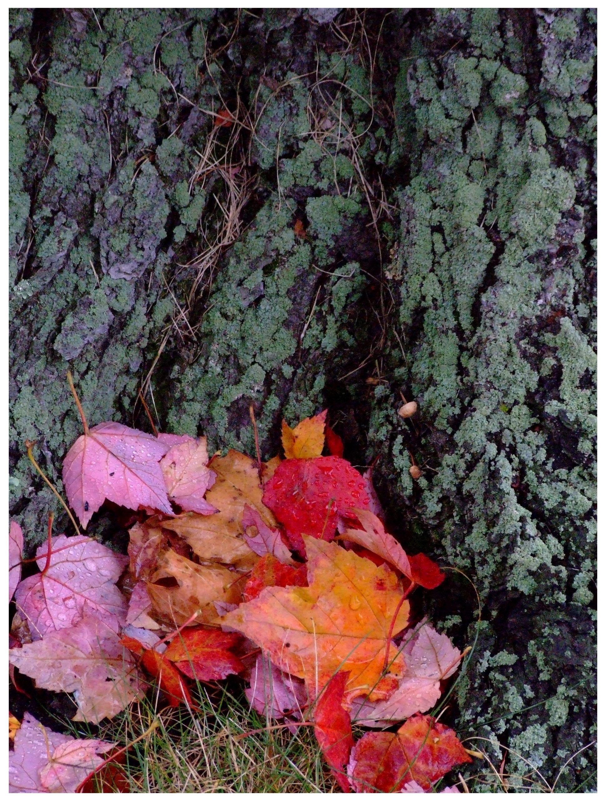 Fall On The Ground New England