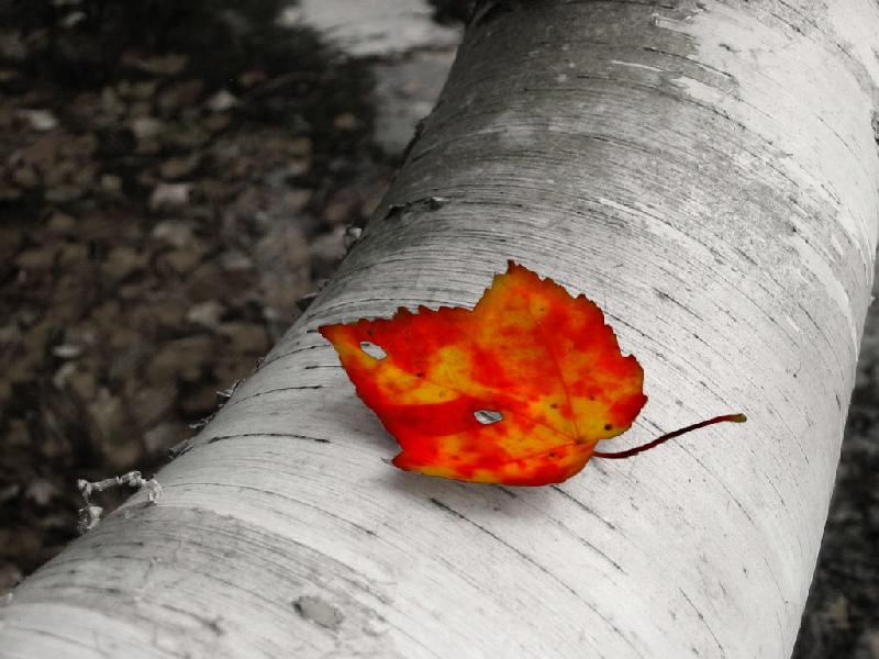 The Last Leaf (user submitted)