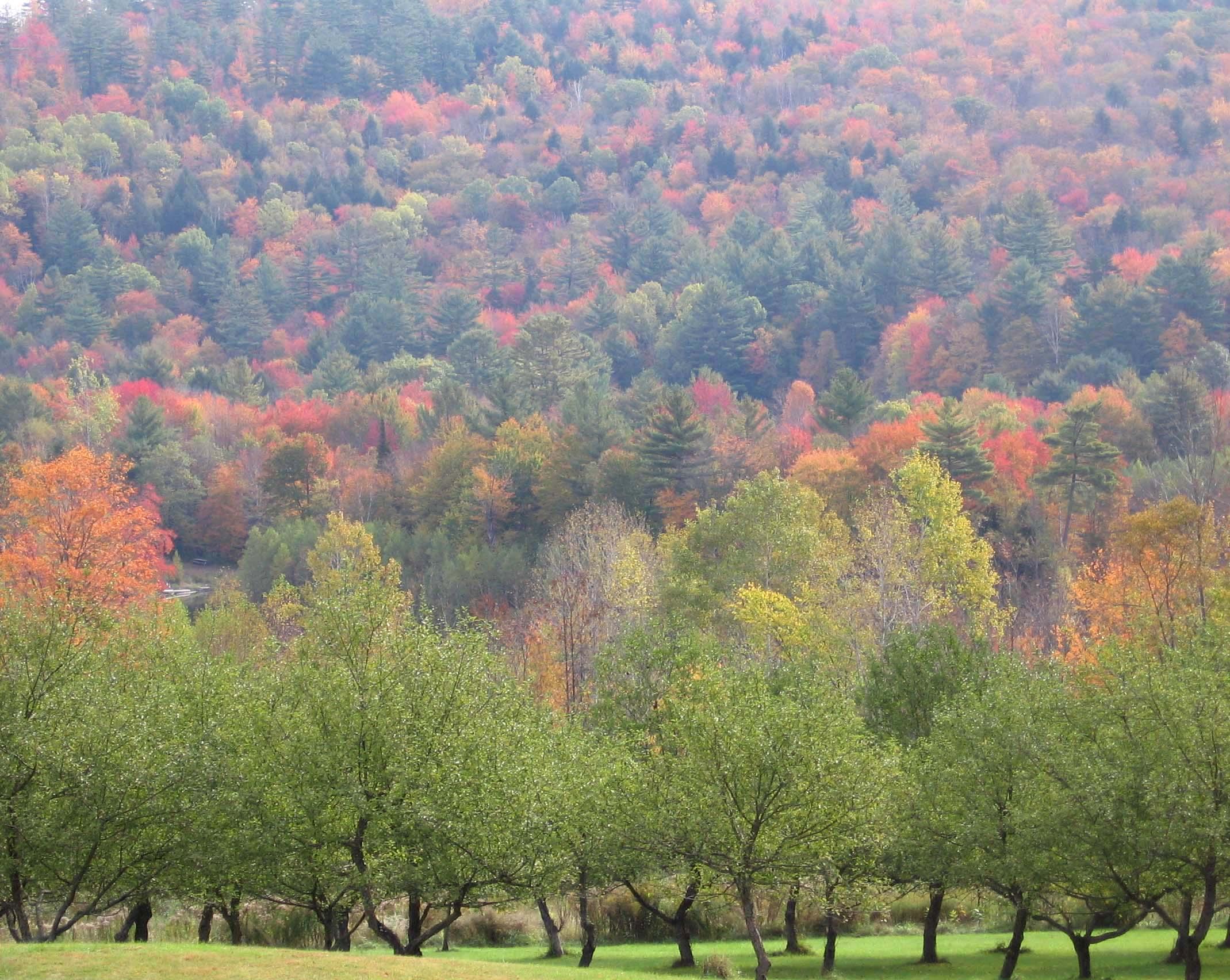 Colorfully Framed Orchard (user submitted)