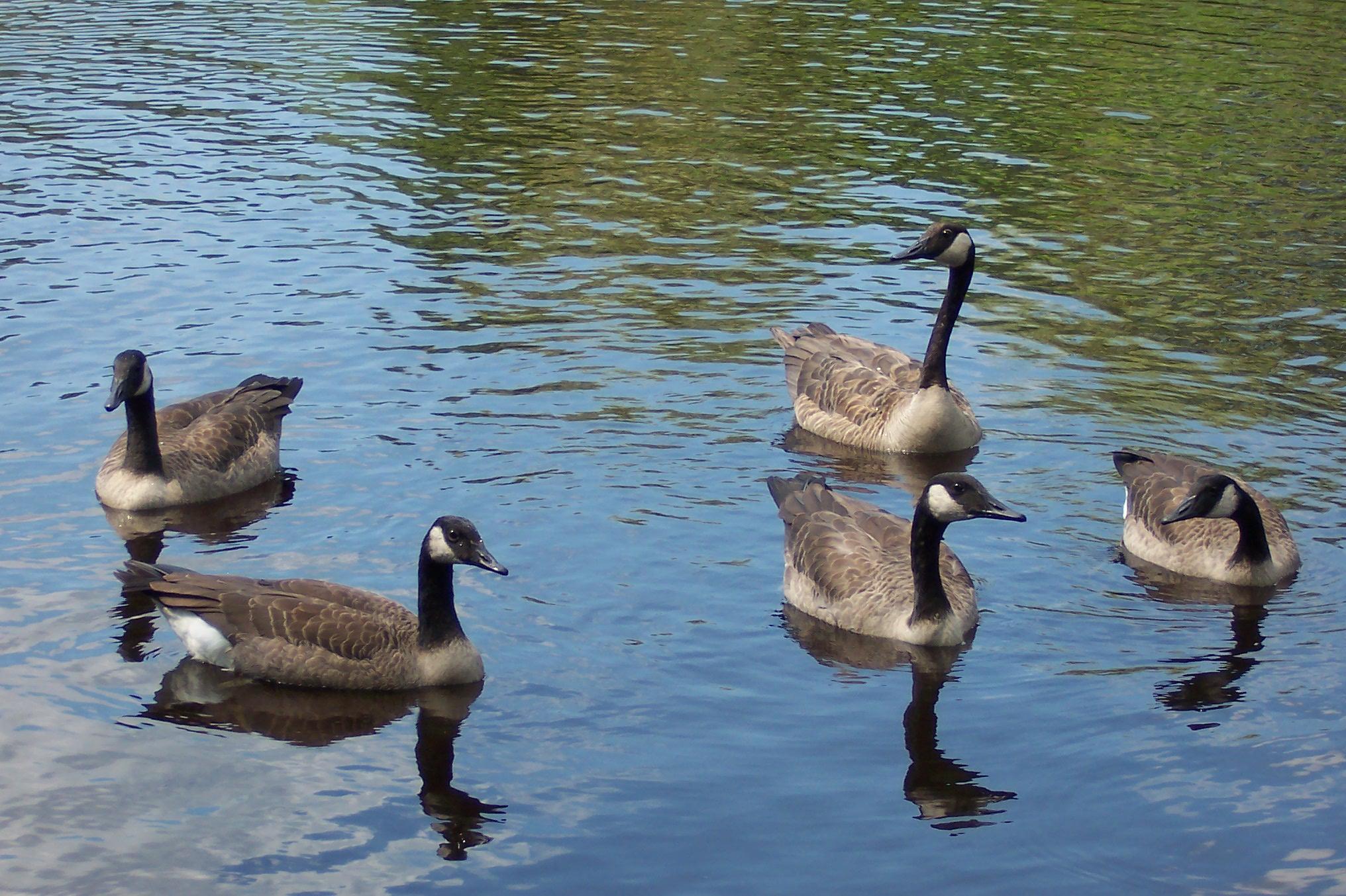 Geese (user submitted)