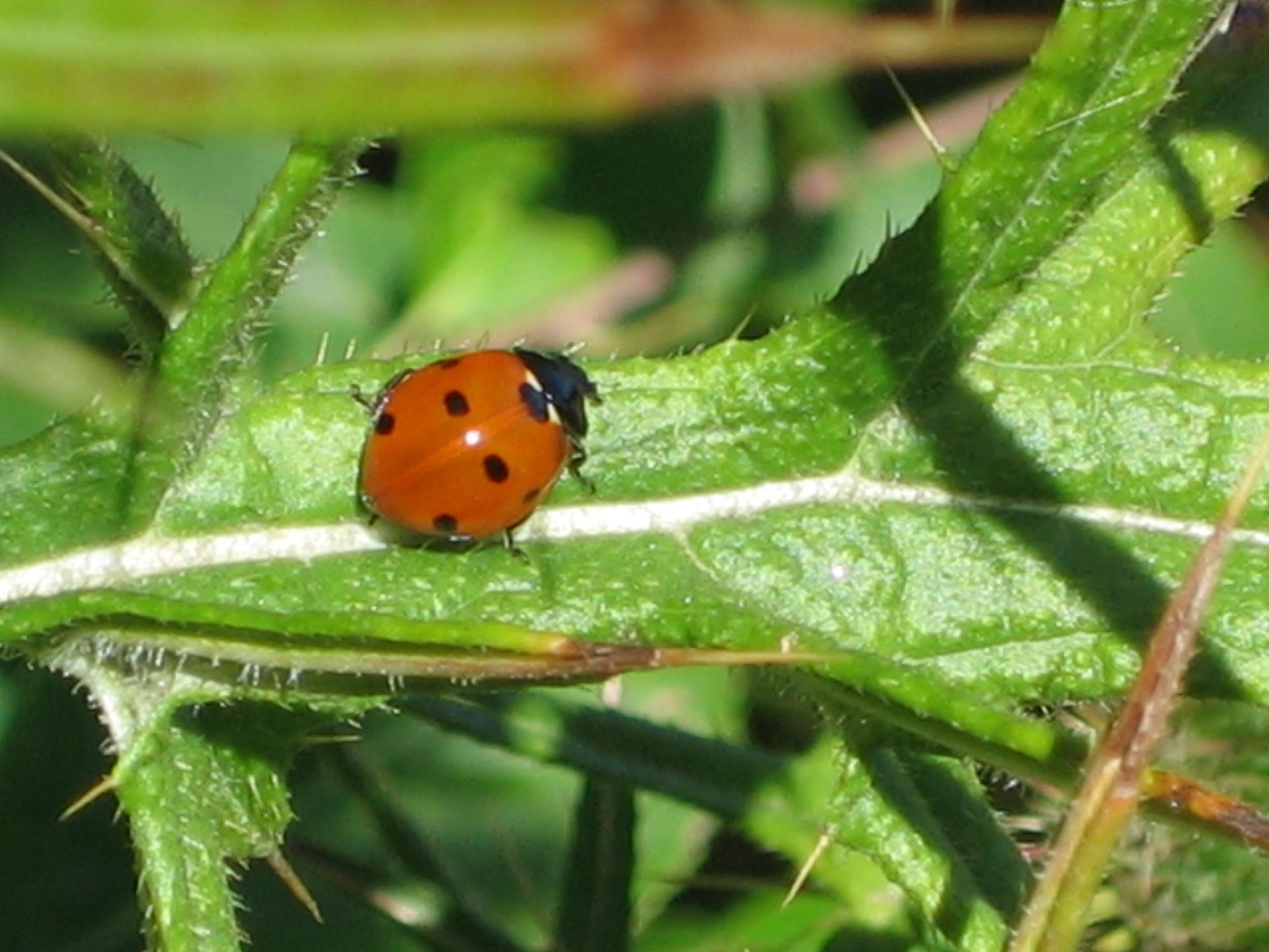 Ladybug (user submitted)
