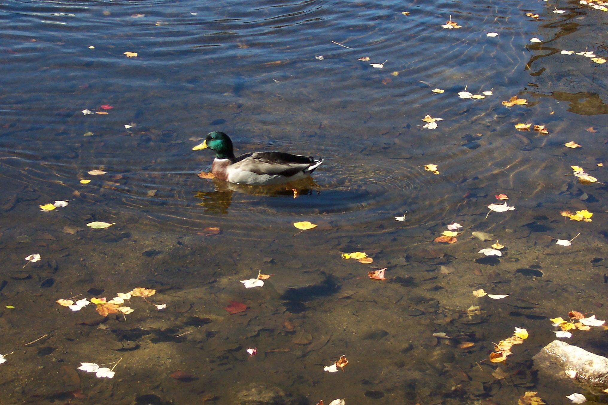 A duck swims in a clear, shallow pond with scattered autumn leaves floating on the water’s surface. Several rocks are visible along the edges.