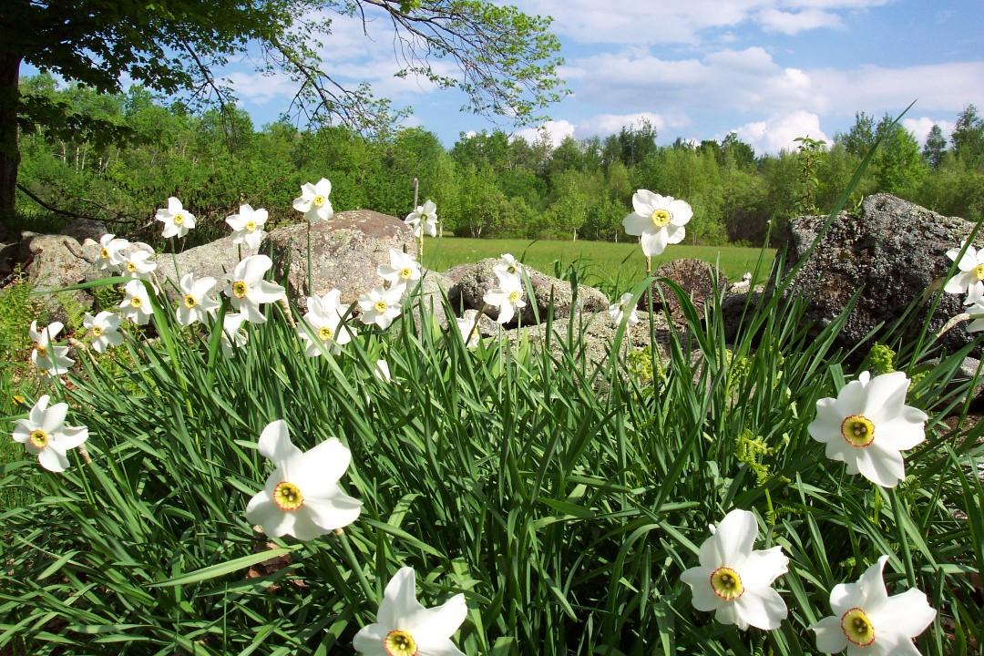 New England Pasture in Spring (user submitted)