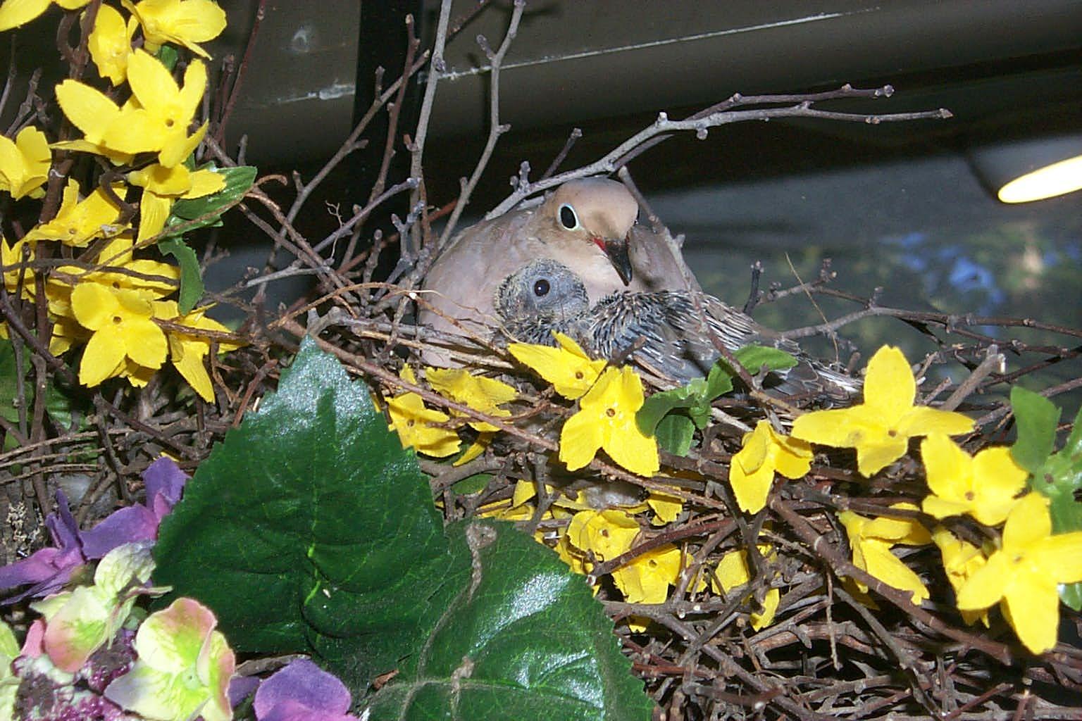 Mourning Doves Wreath (user submitted)