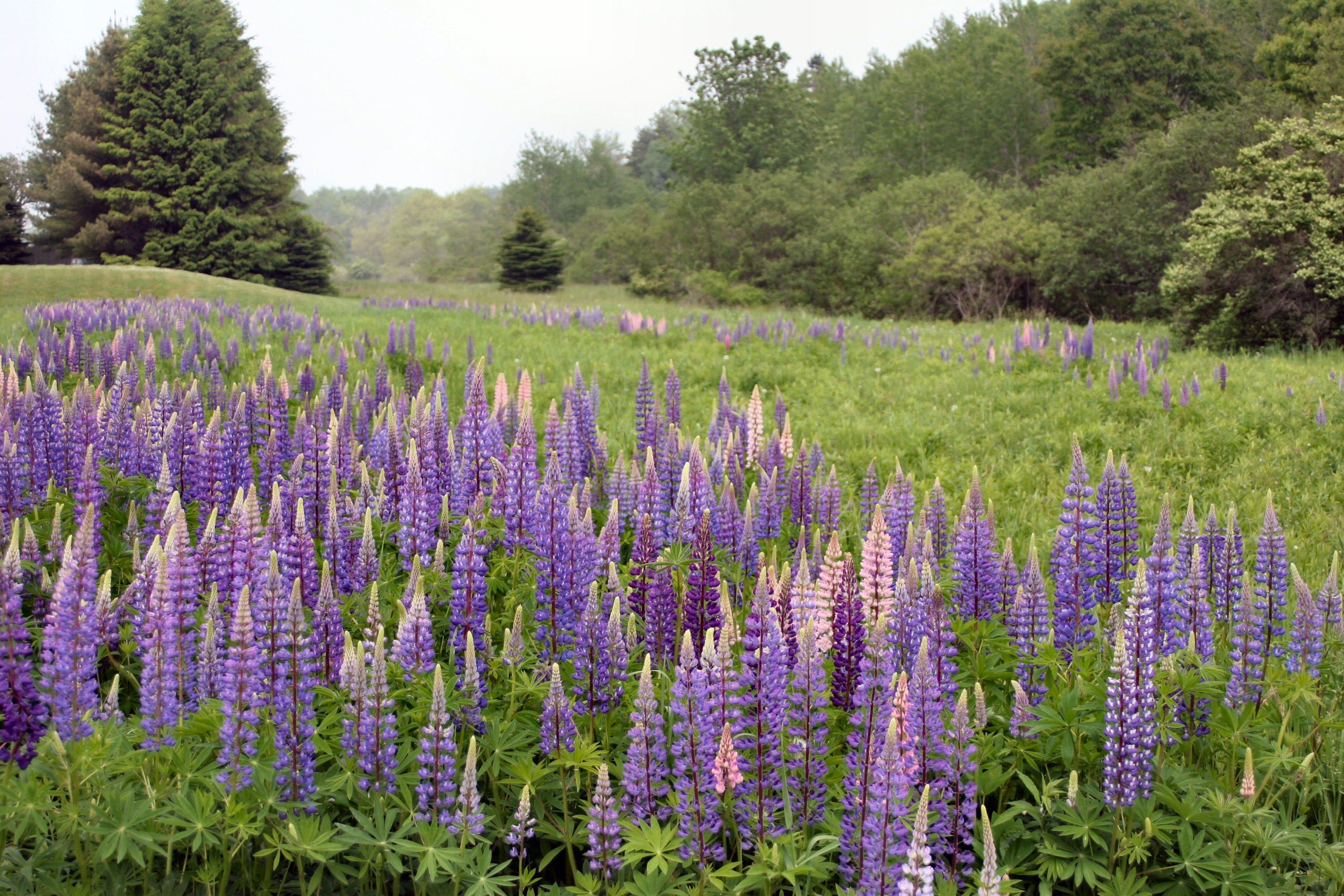 Lupines in Portland (user submitted)