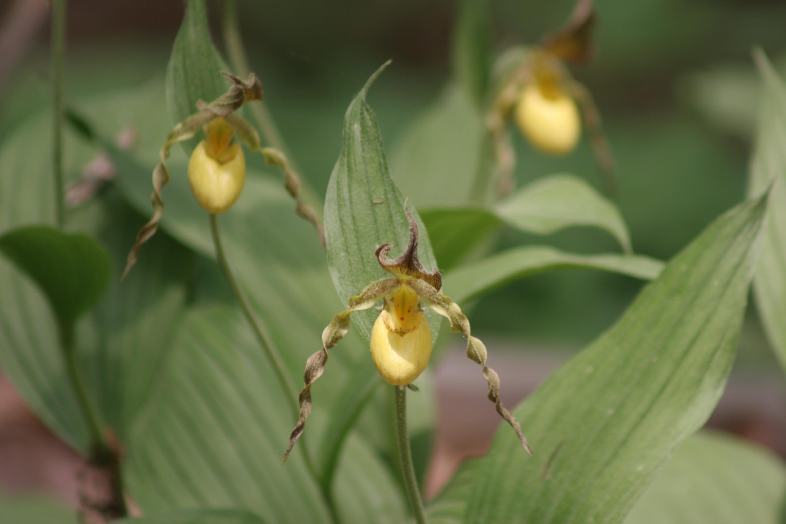 Lady Slippers in the Woods (user submitted)
