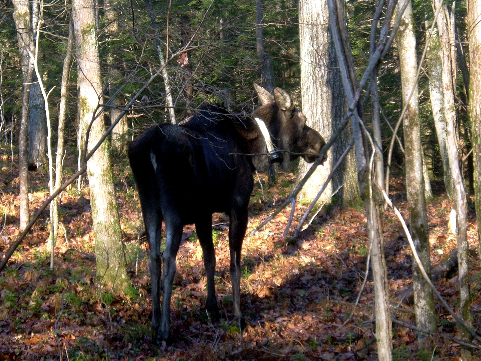 Radio-Collared Moose (user submitted)