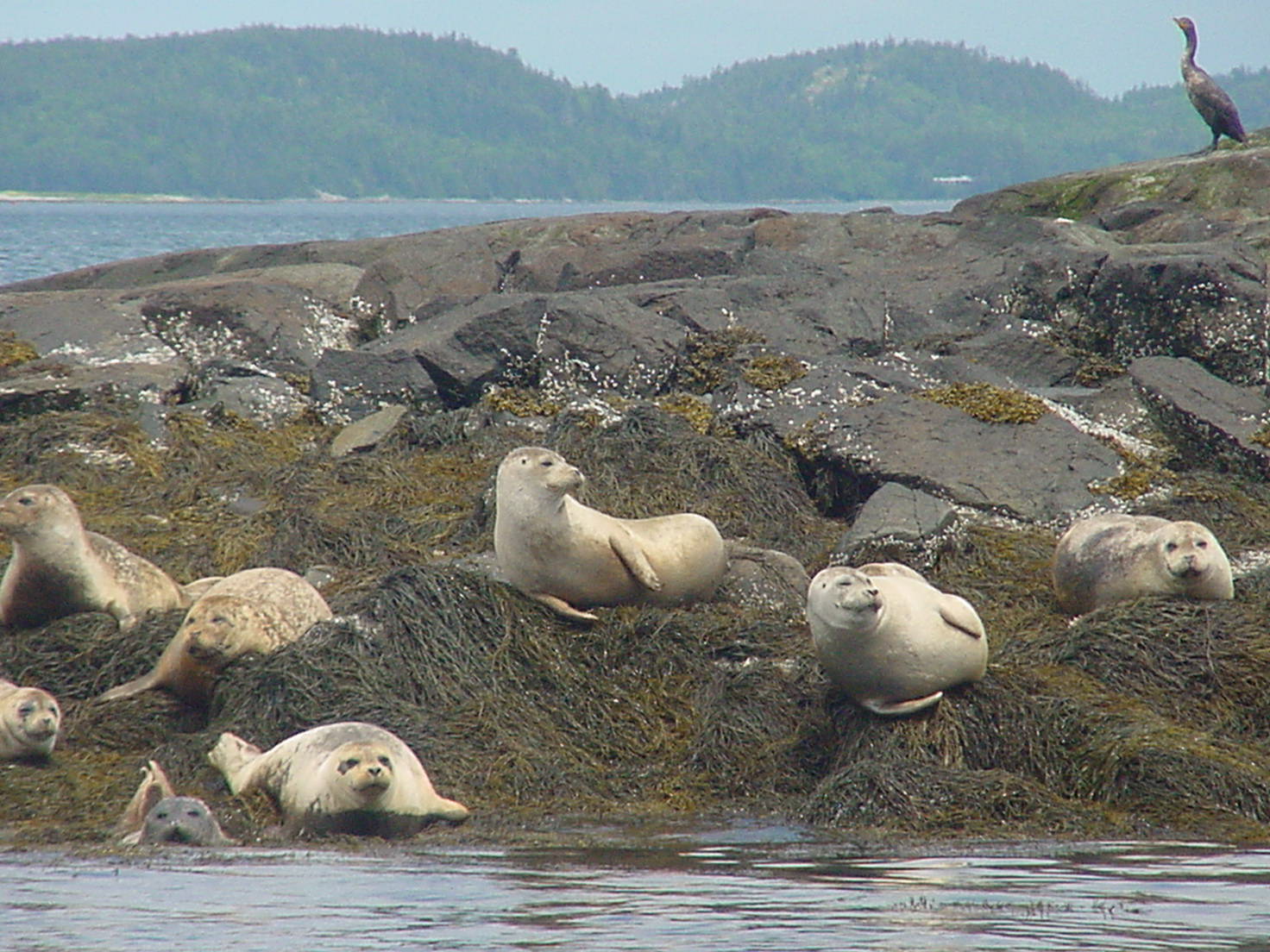 Seals Sunbathing (user submitted)