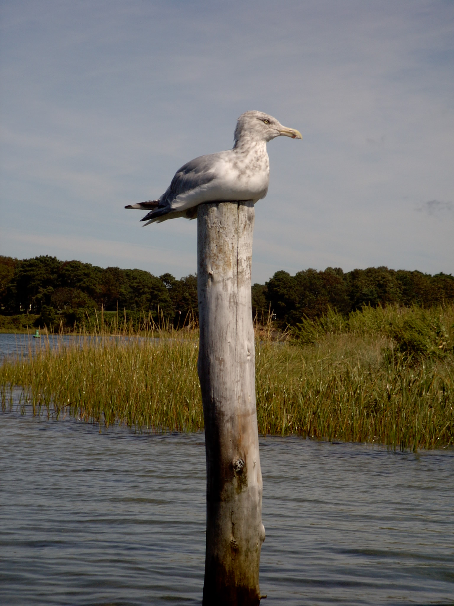 Bass River Seagull (user submitted)