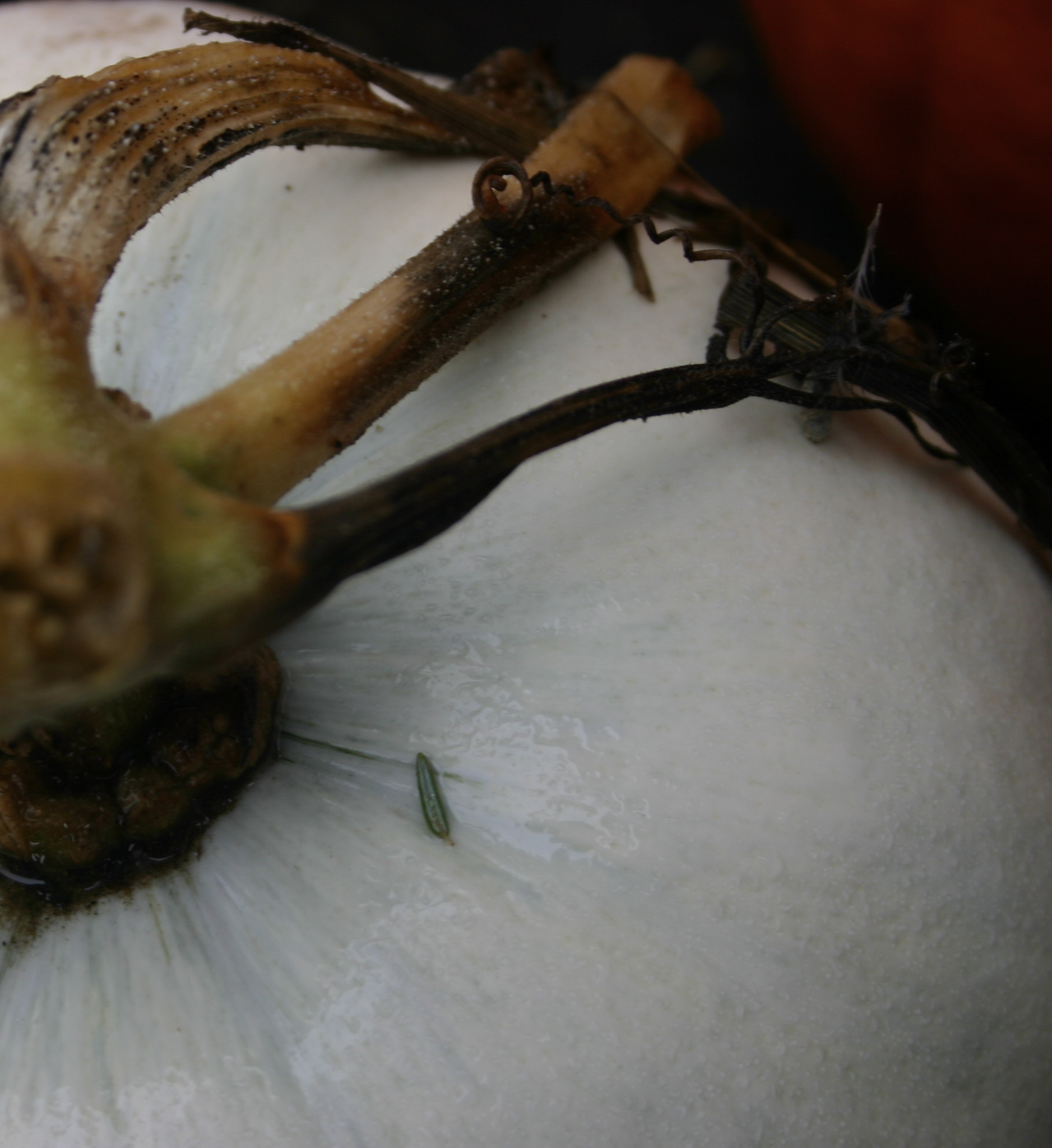 White Pumpkin (user submitted)
