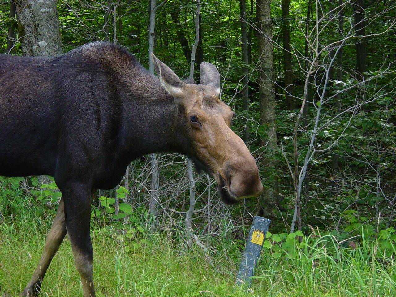 Moose in Glen, New Hampshire (user submitted)