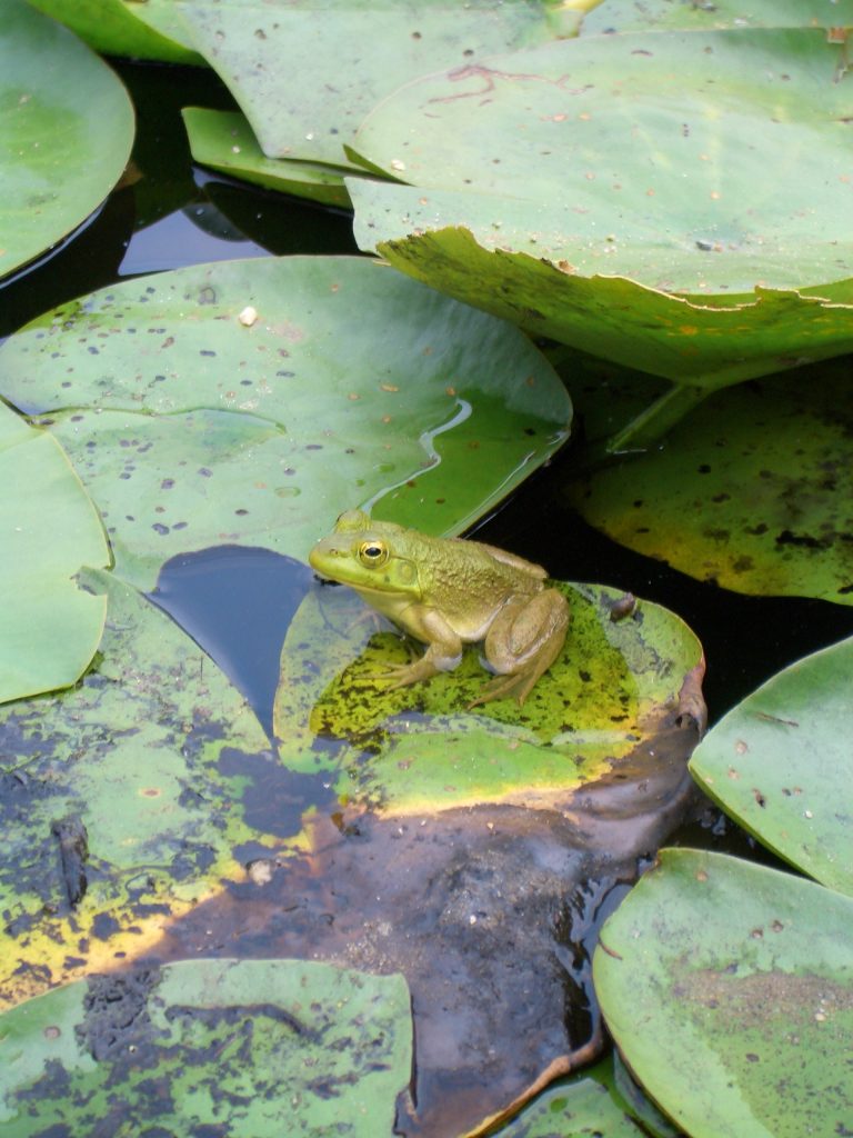 Frog at Harold Parker State Forest - New England