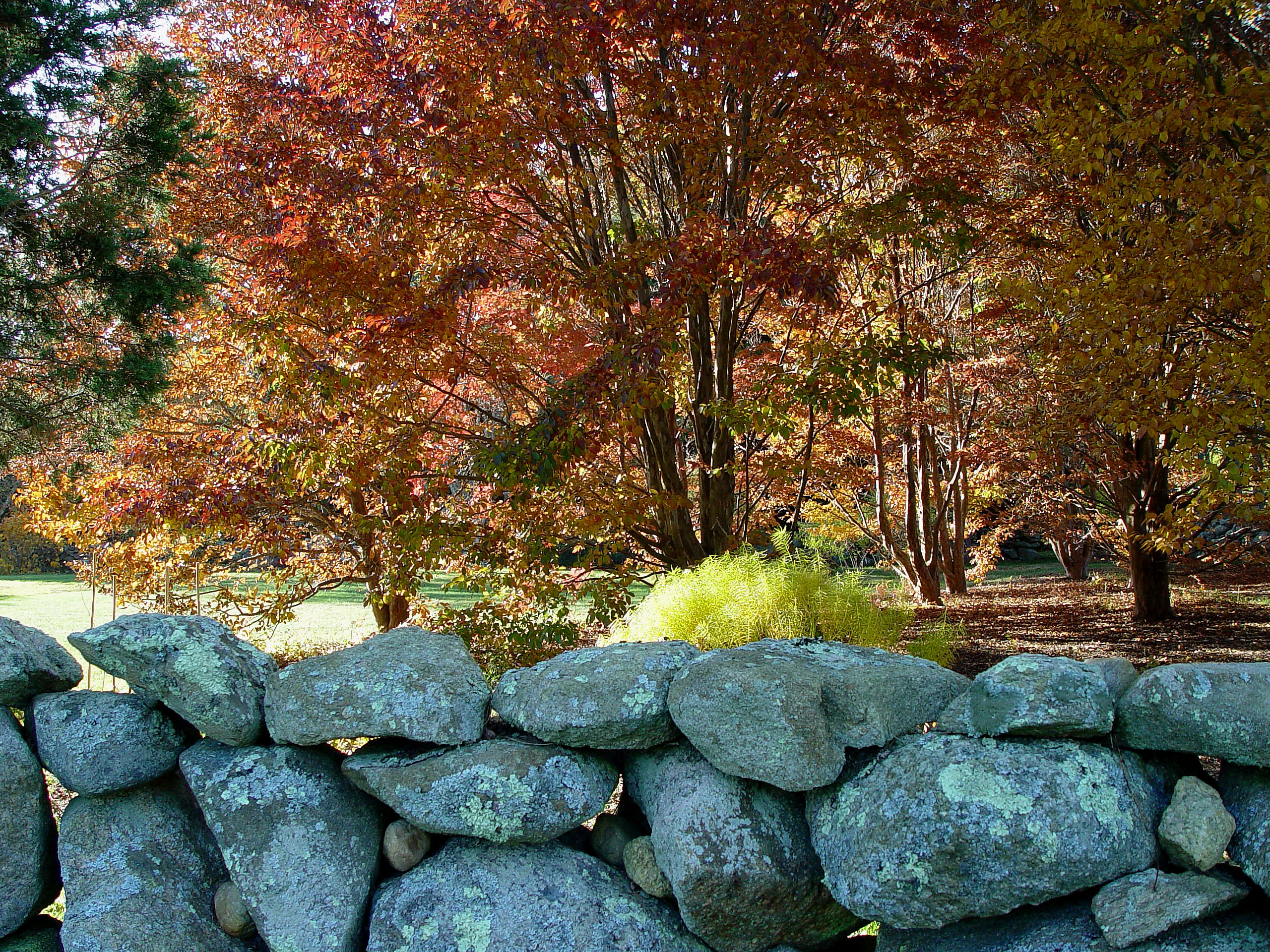 Polly Hill Arboretum and Rock Wall in Autumn (user submitted)