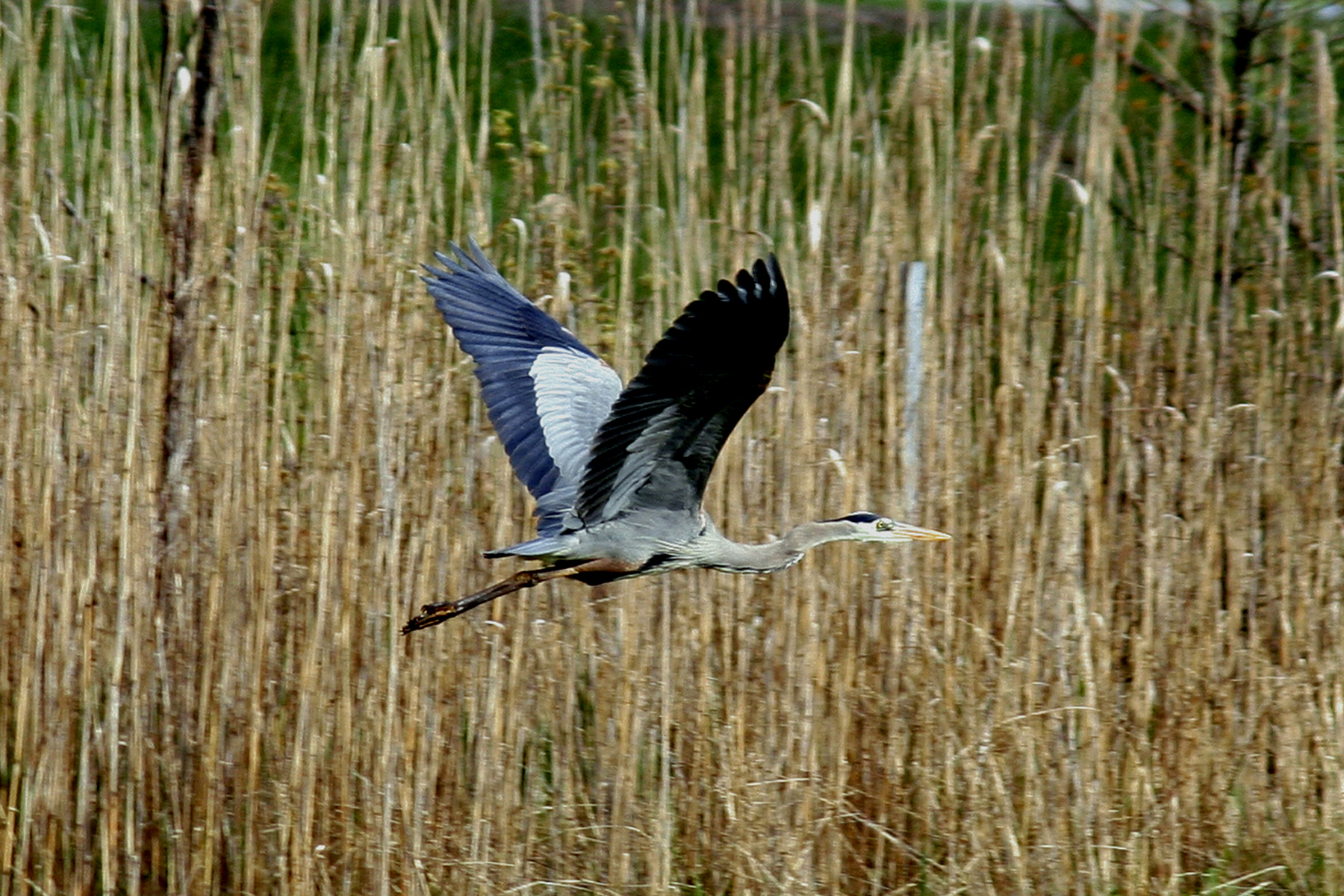 Blue Heron in Flight (user submitted)