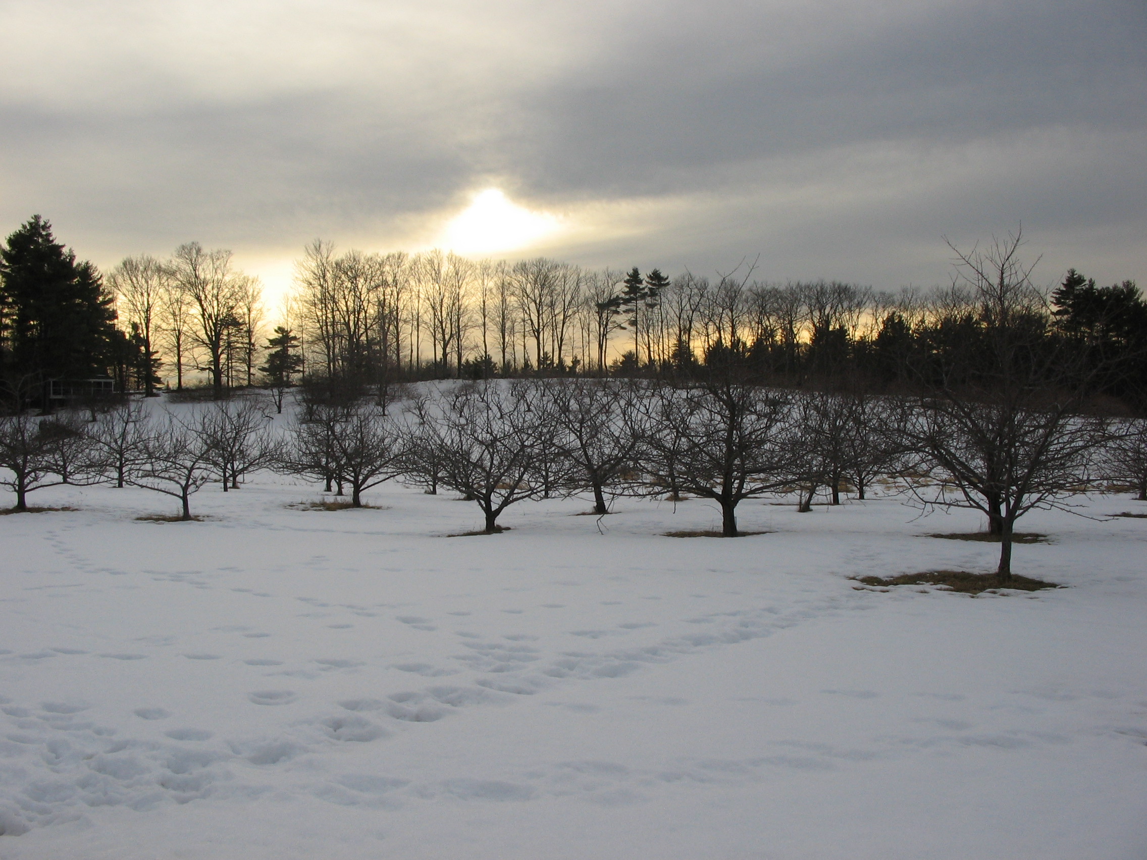 Orchard Sunset, Chester, NH (user submitted)