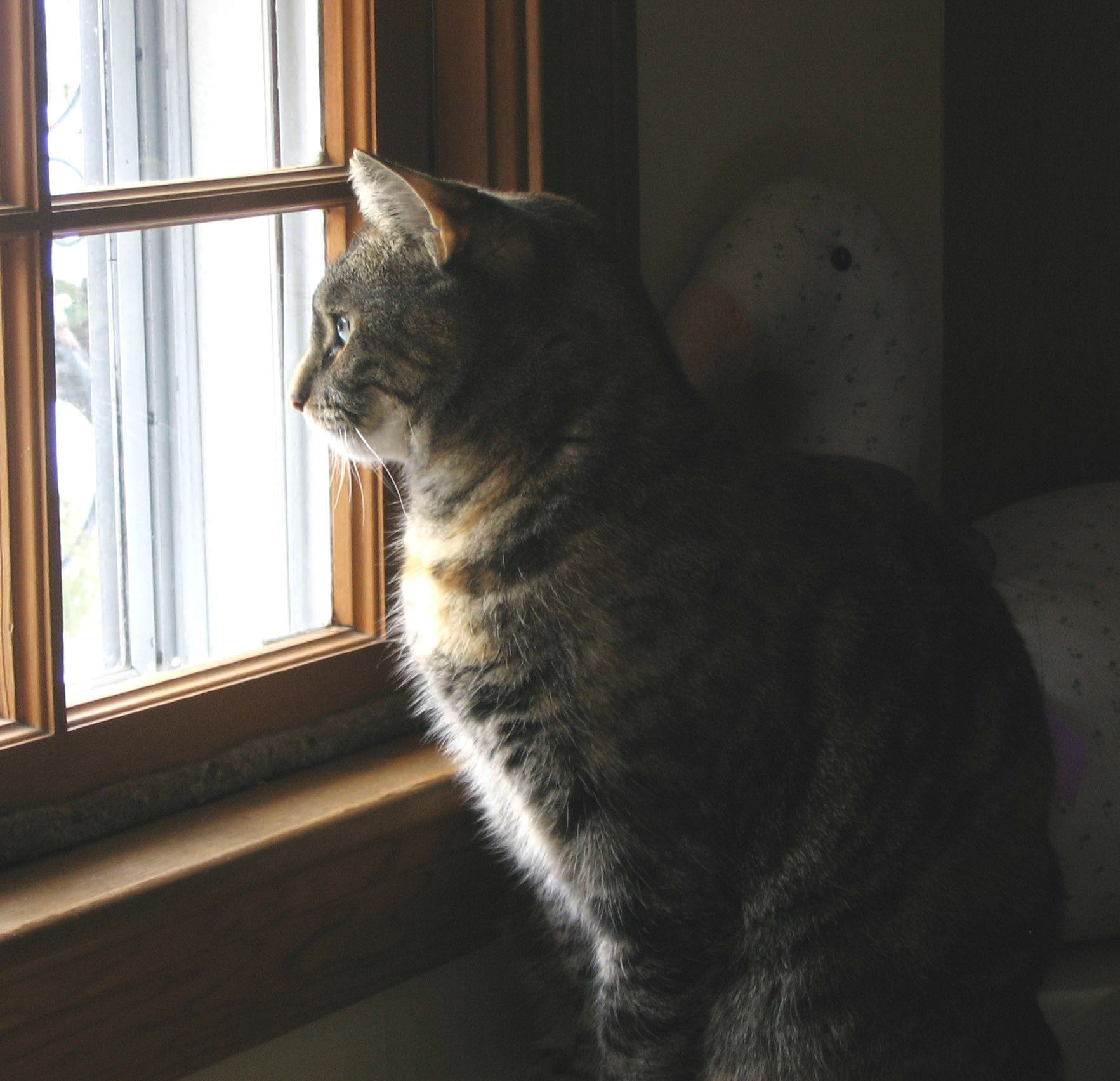 Cat Gazing (user submitted)