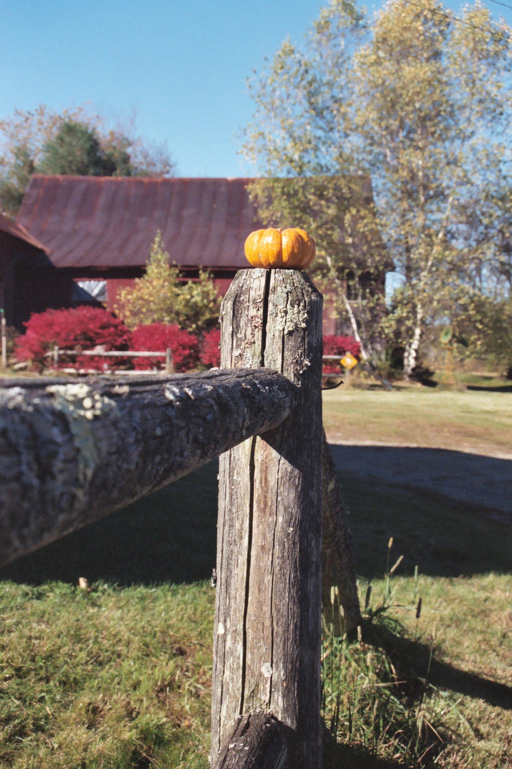 Pumpkin Fence (user submitted)