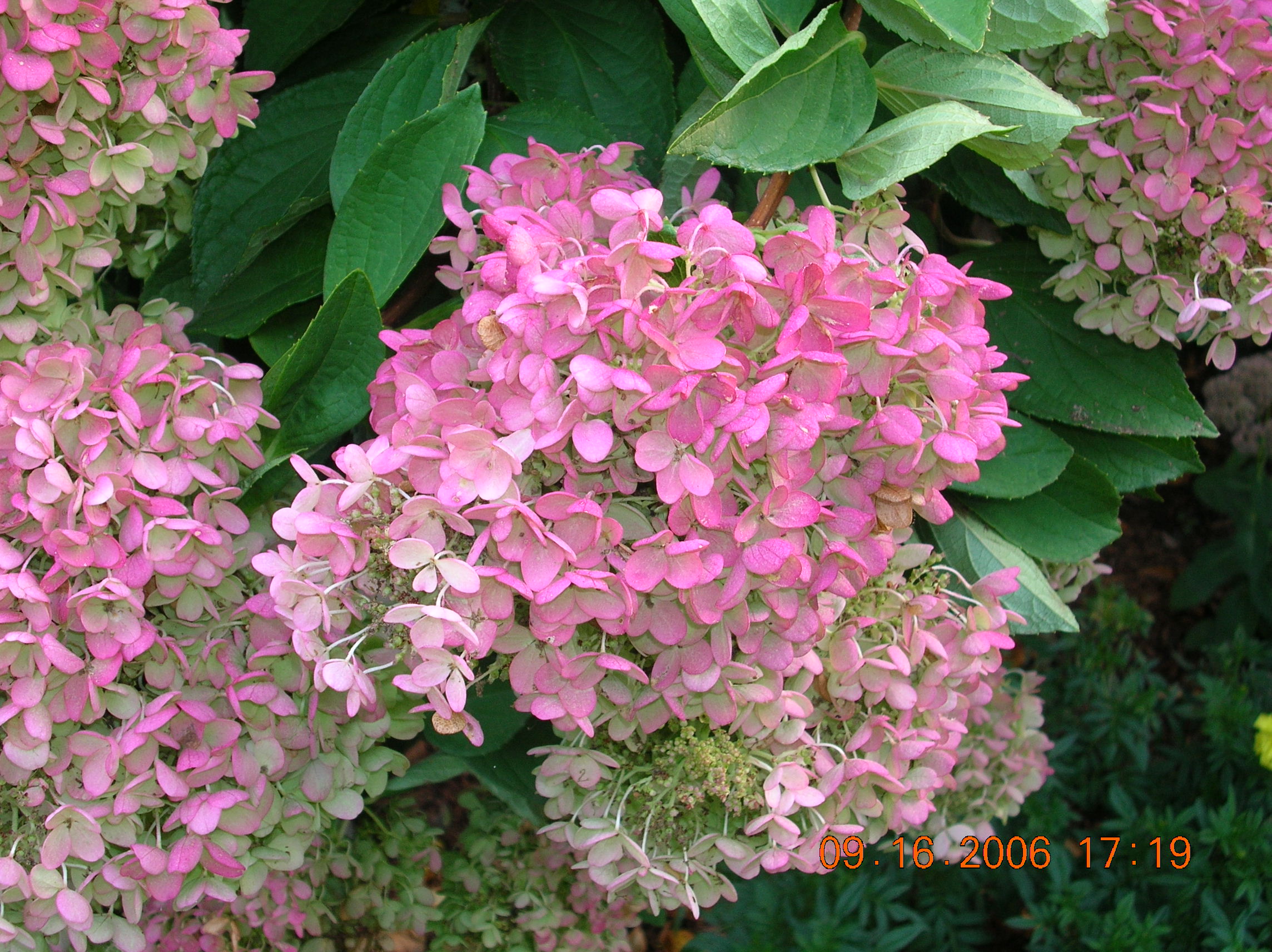 Flowering Hydrangea (user submitted)