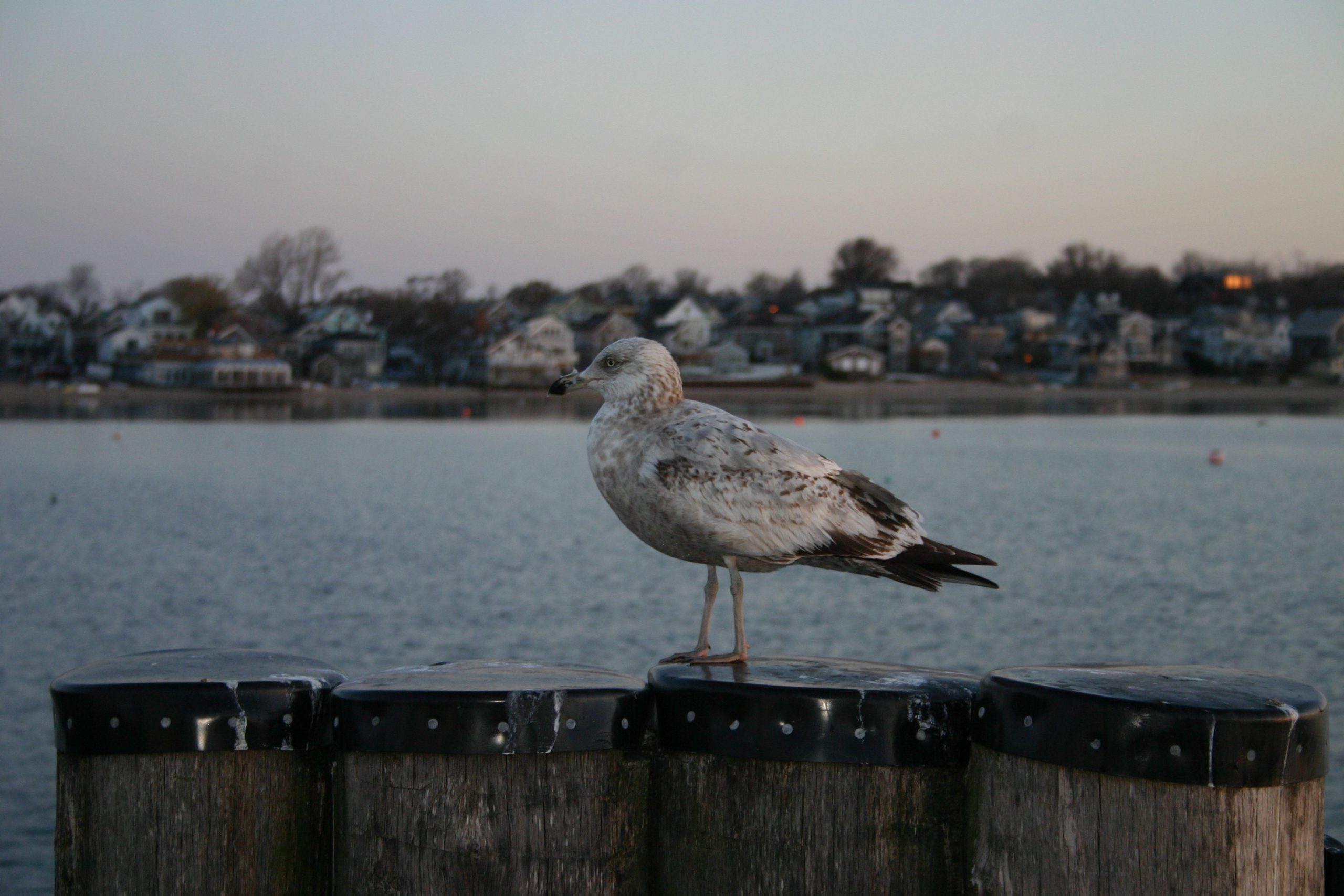 Morning Seagull (user submitted)