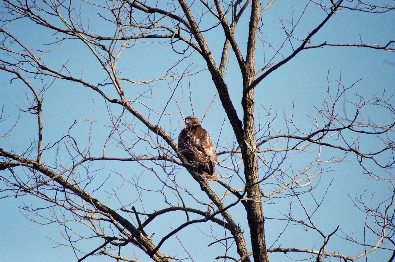 Hawk - New England