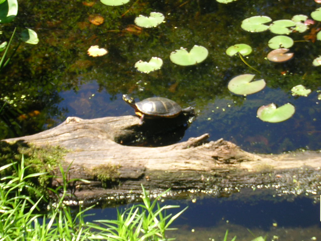 Sunning Turtle (user submitted)