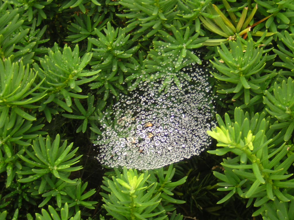 Spider Web Under Water Droplets (user submitted)