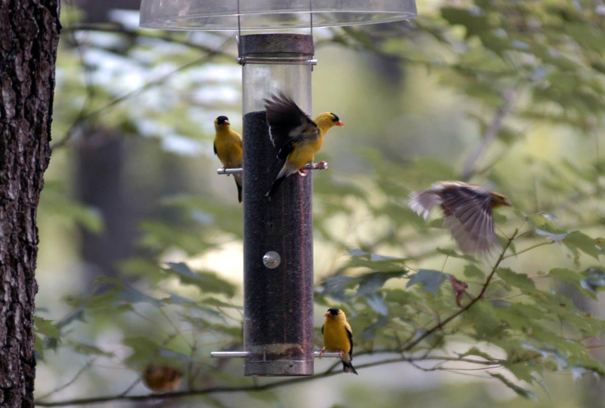 Goldfinch Picnic (user submitted)