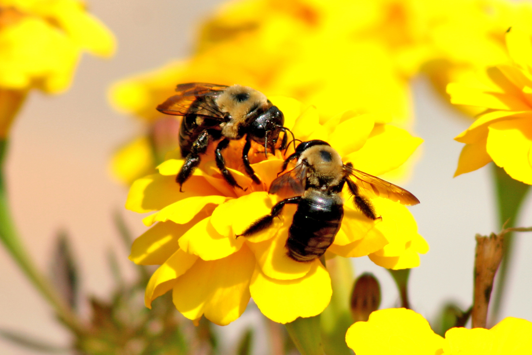 Twin Bees (user submitted)