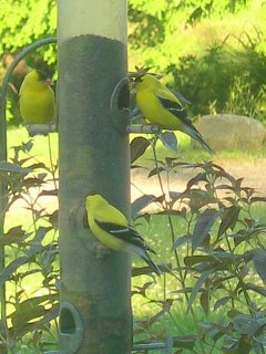 Goldfinches Feeding in the Garden (user submitted)
