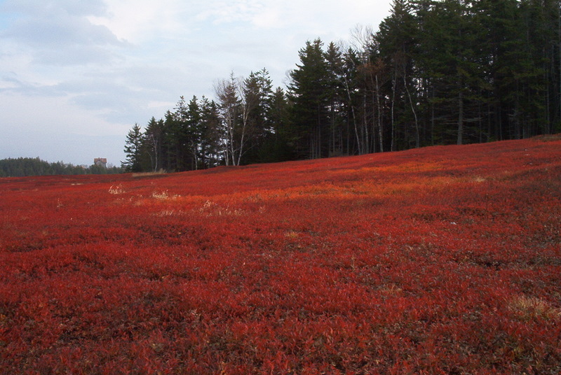 Bluberry Barrens in Autumn (user submitted)
