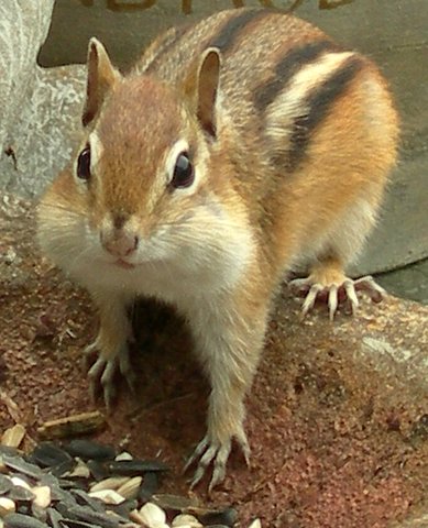 Chipmunk with full pouches (user submitted)