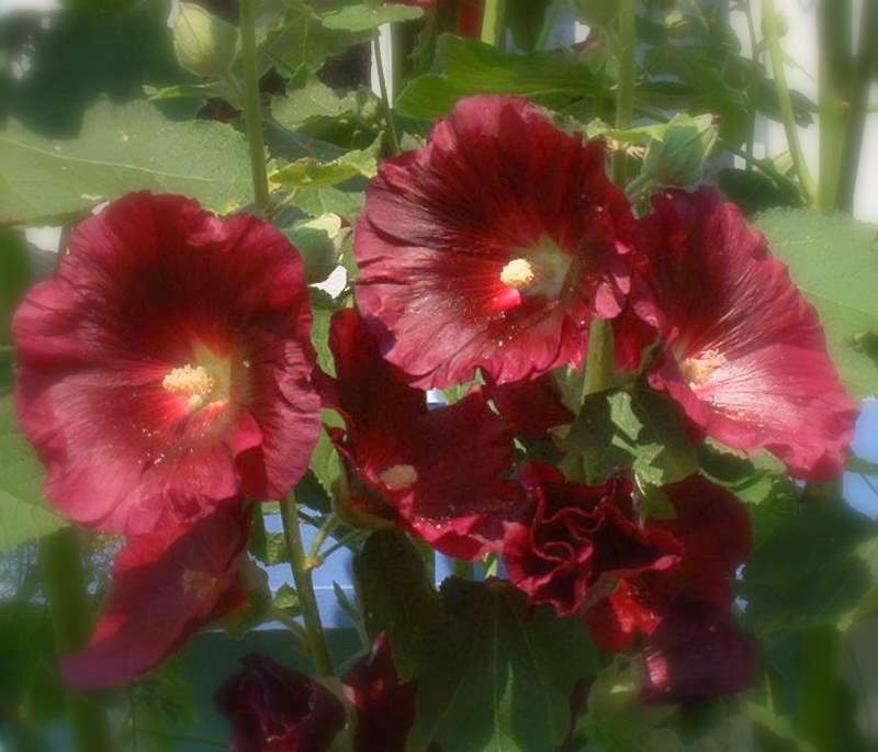 Hollyhocks (user submitted)