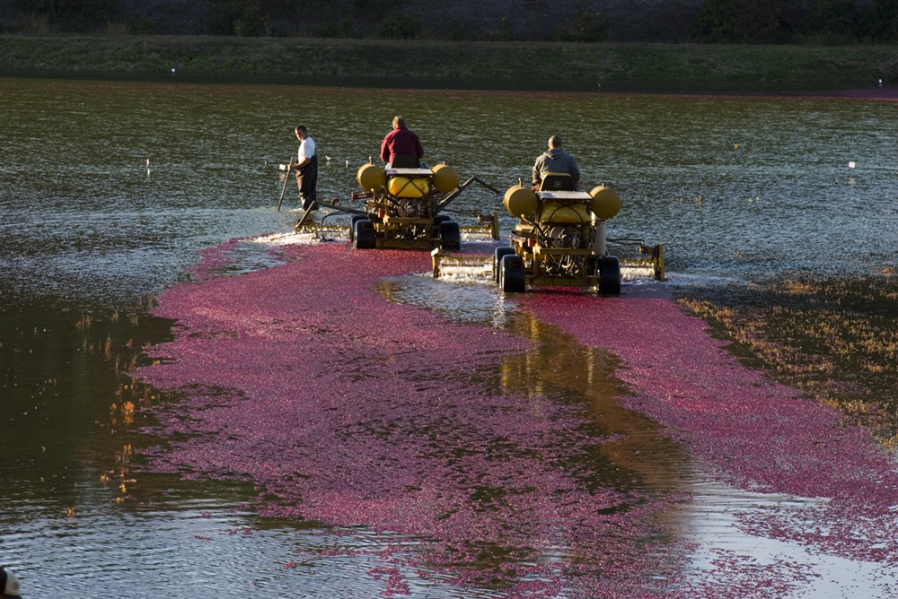 Bringing in the cranberries (user submitted)