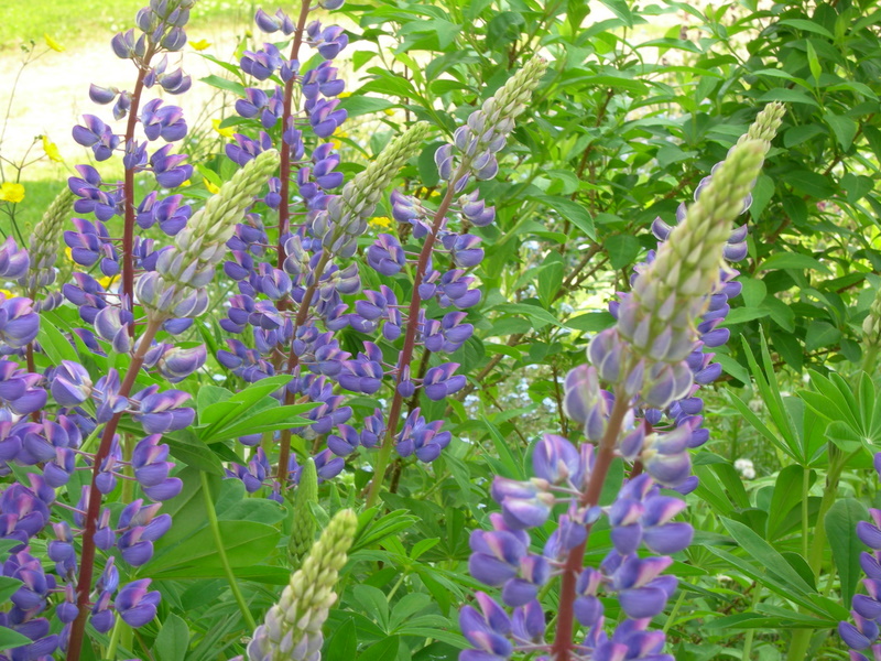 Lupines up close (user submitted)