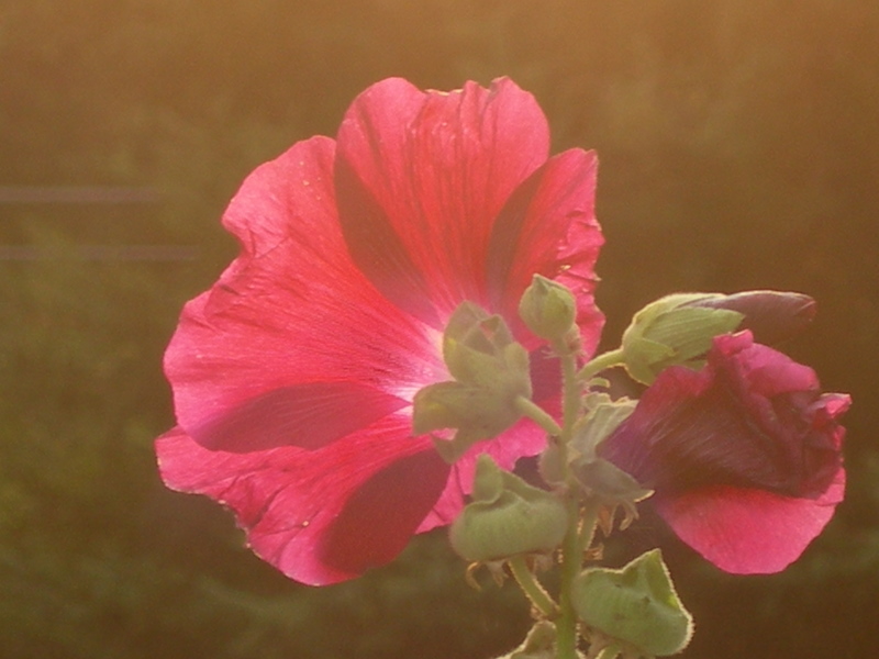 Sun through the hollyhock (user submitted)