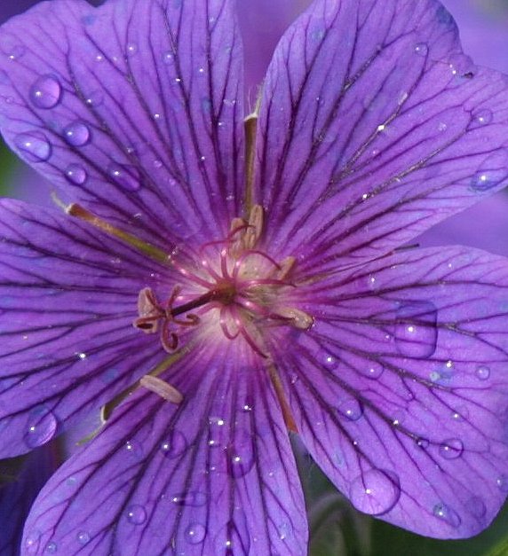 Wild Geranium (user submitted)