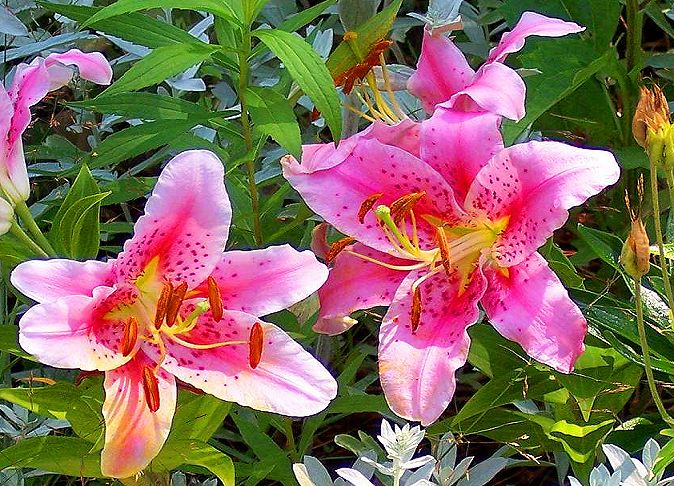 Colorful Vermont day lillies (user submitted)