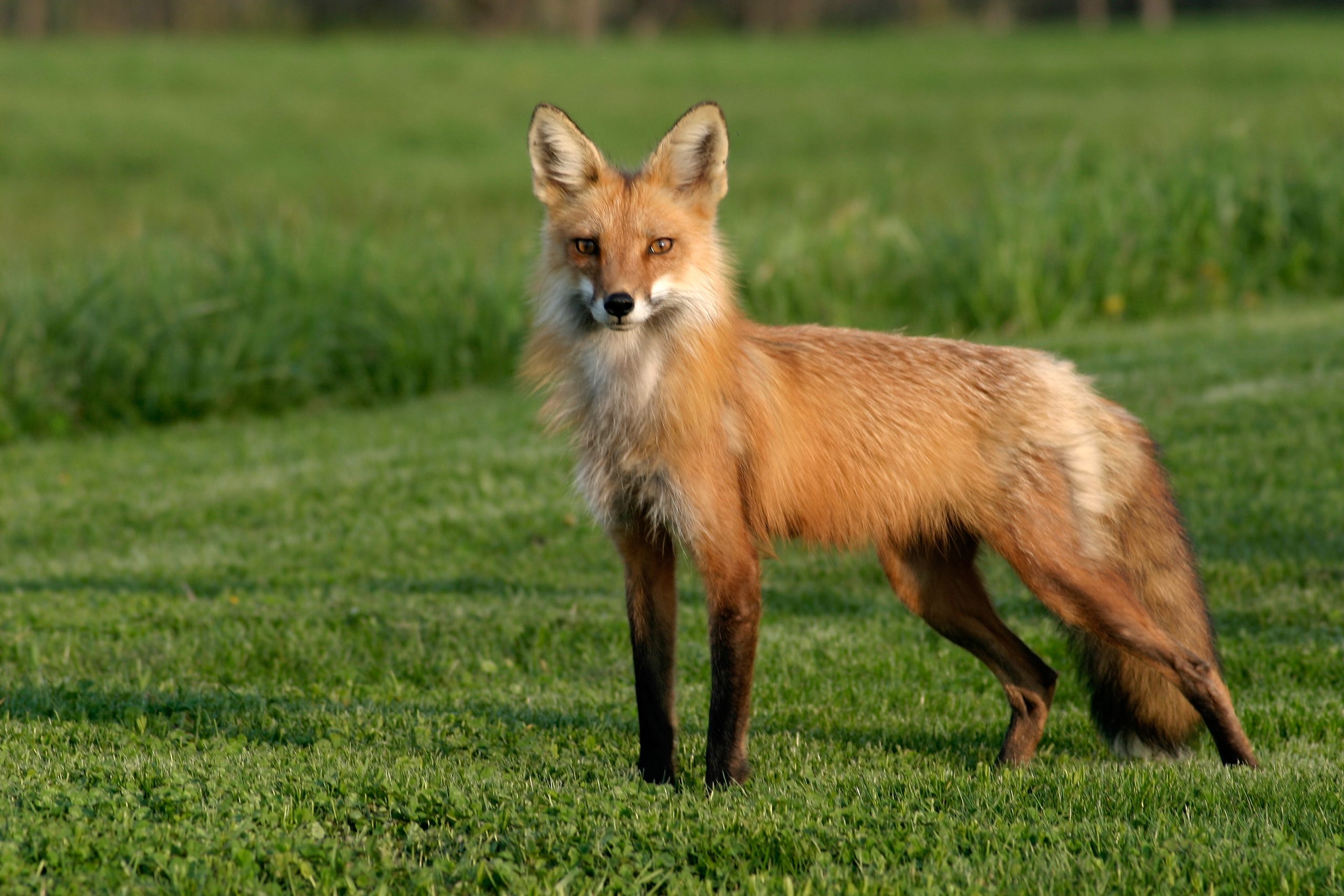 Red Fox (user submitted)