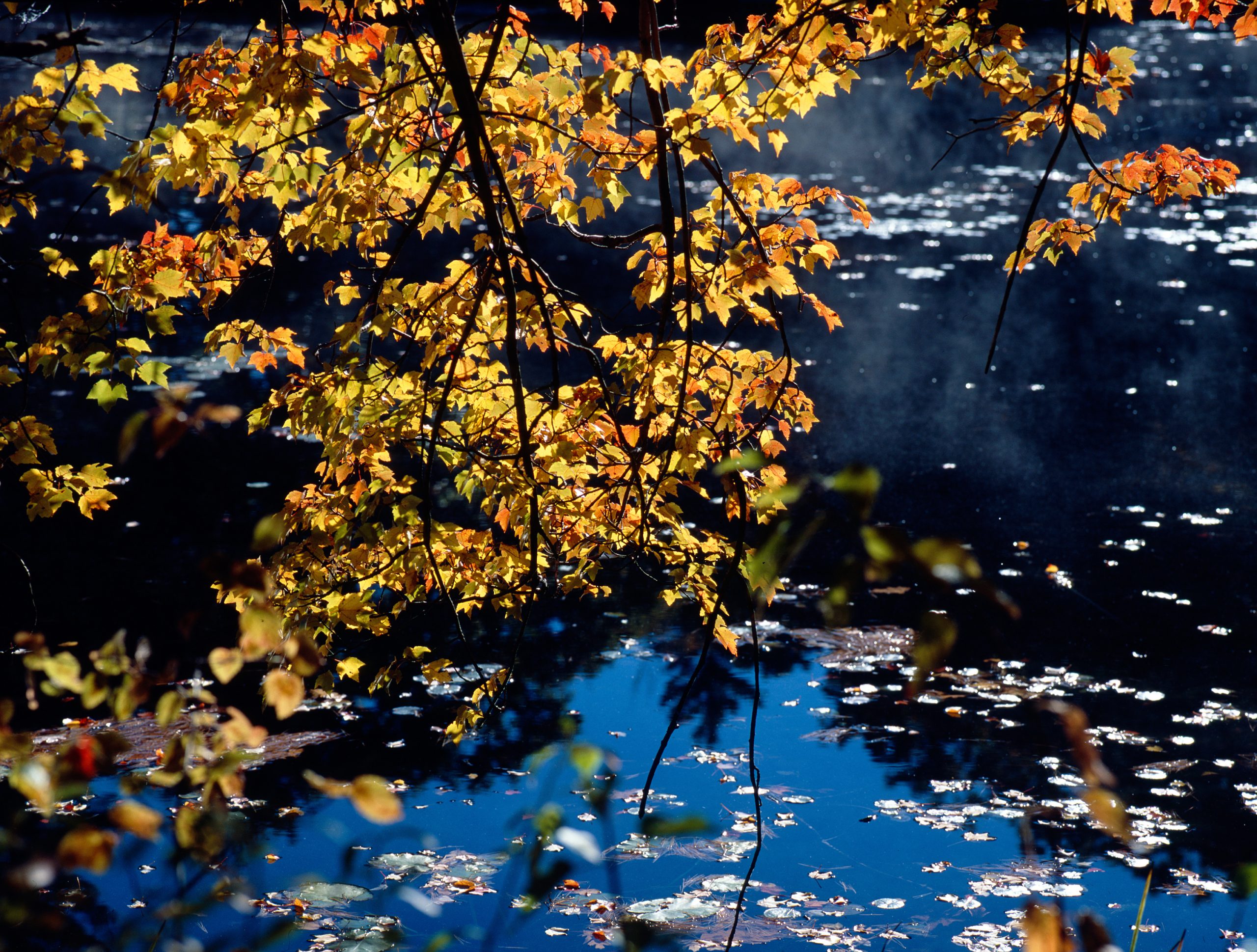 Foliage on Quabbin Reservoir (user submitted)