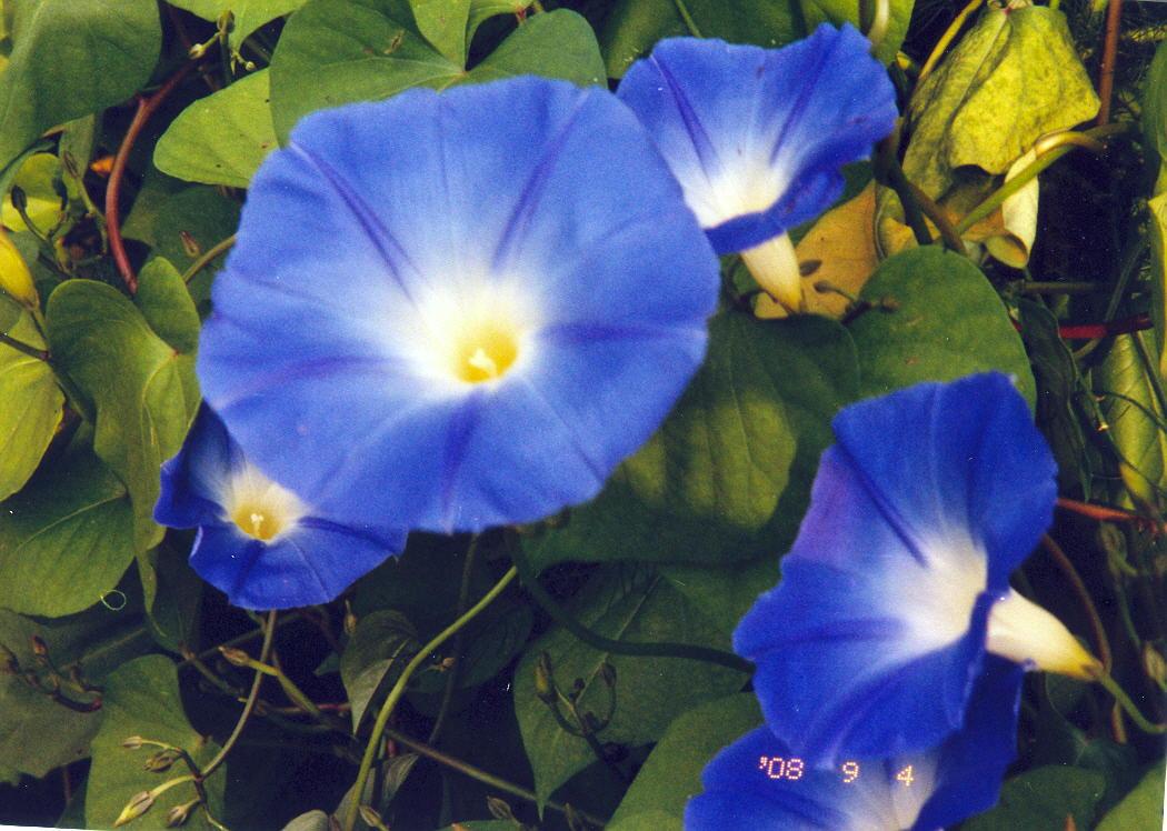 Morning Glories (user submitted)