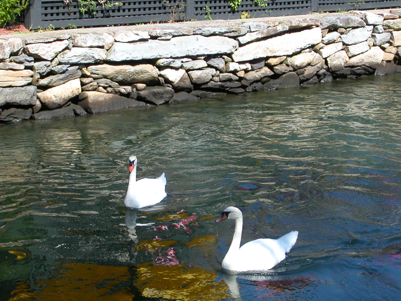 Swans (user submitted)