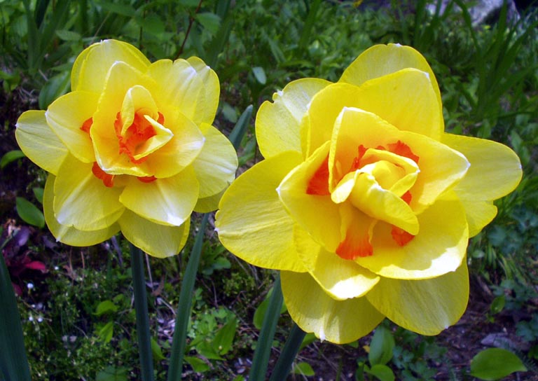 Daffodils (user submitted)