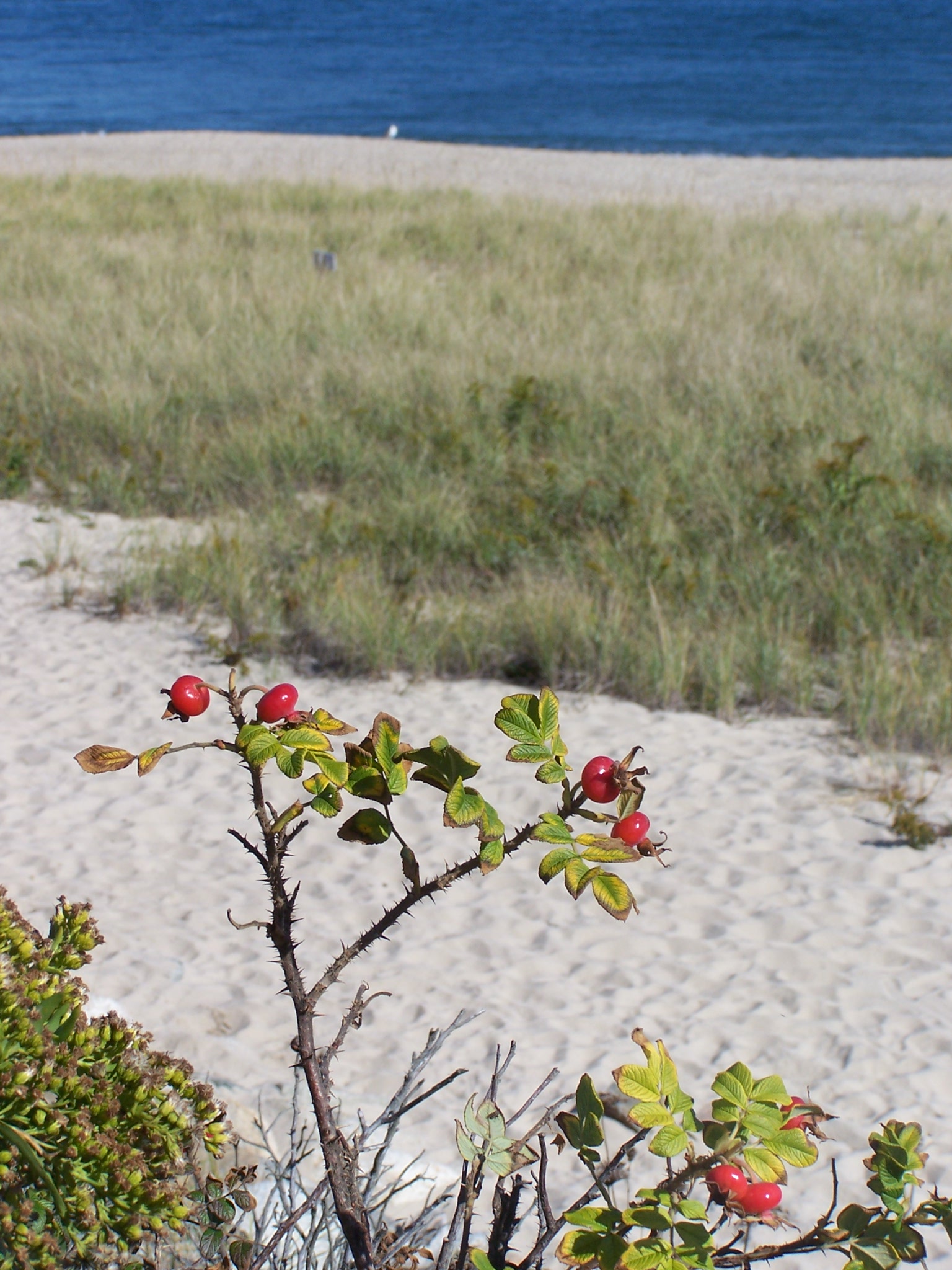 Cape Code Beach Berries (user submitted)