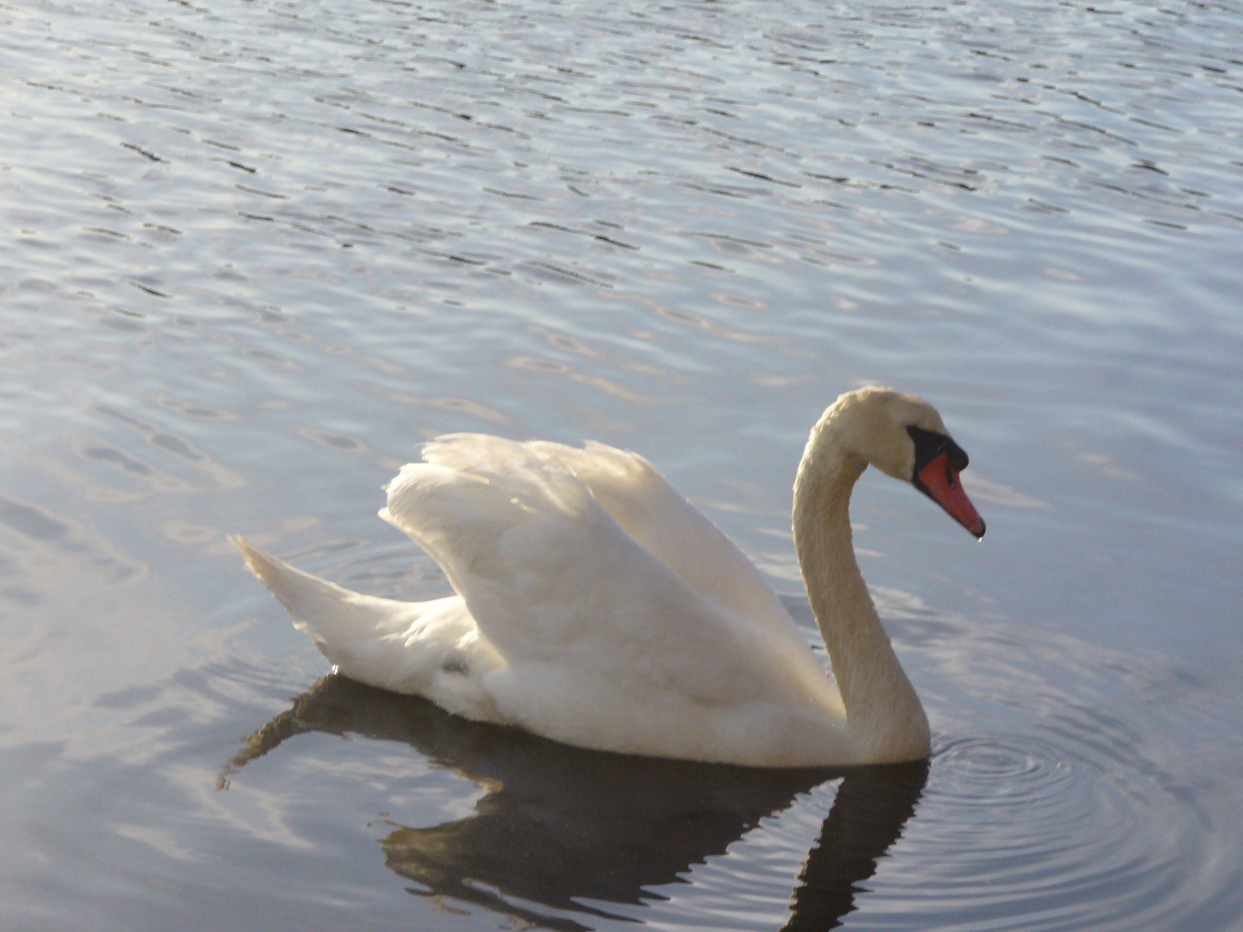 Beautiful Swan (user submitted)