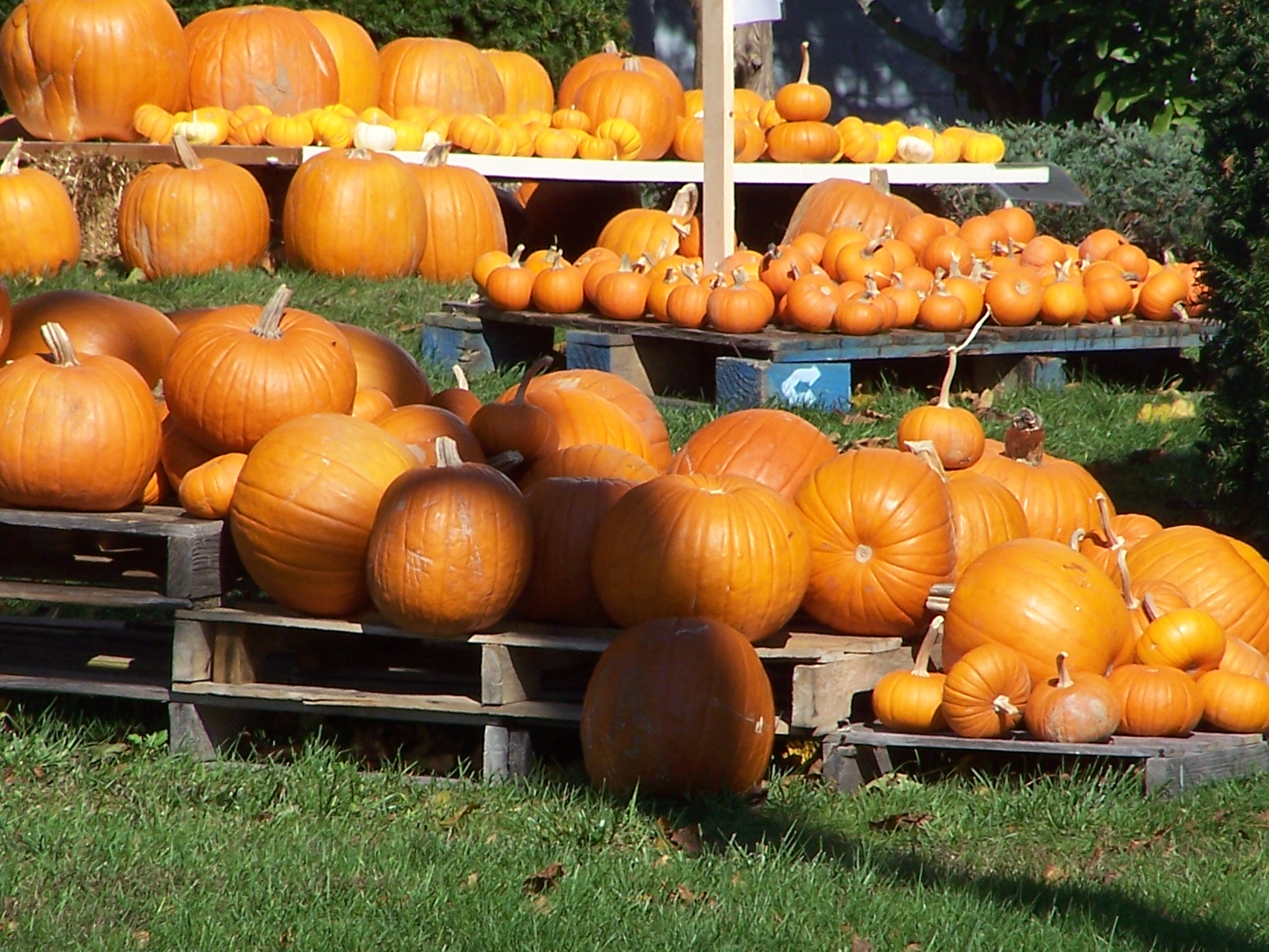 Cape Cod Pumpkins (user submitted)