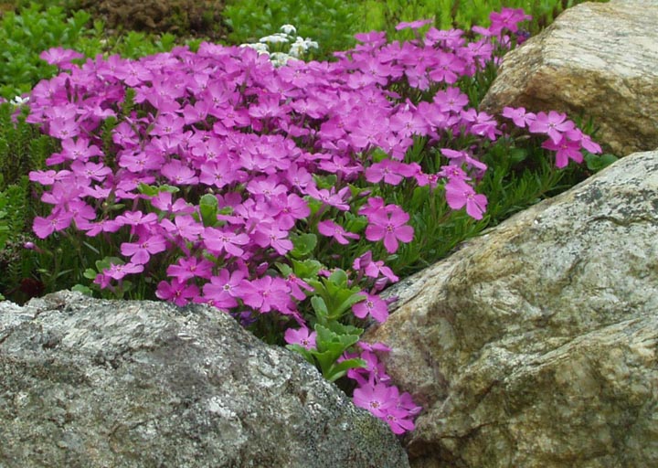 Creeping Phlox (user submitted)