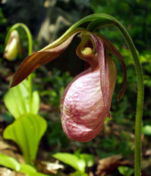 Lady Slipper (user submitted)