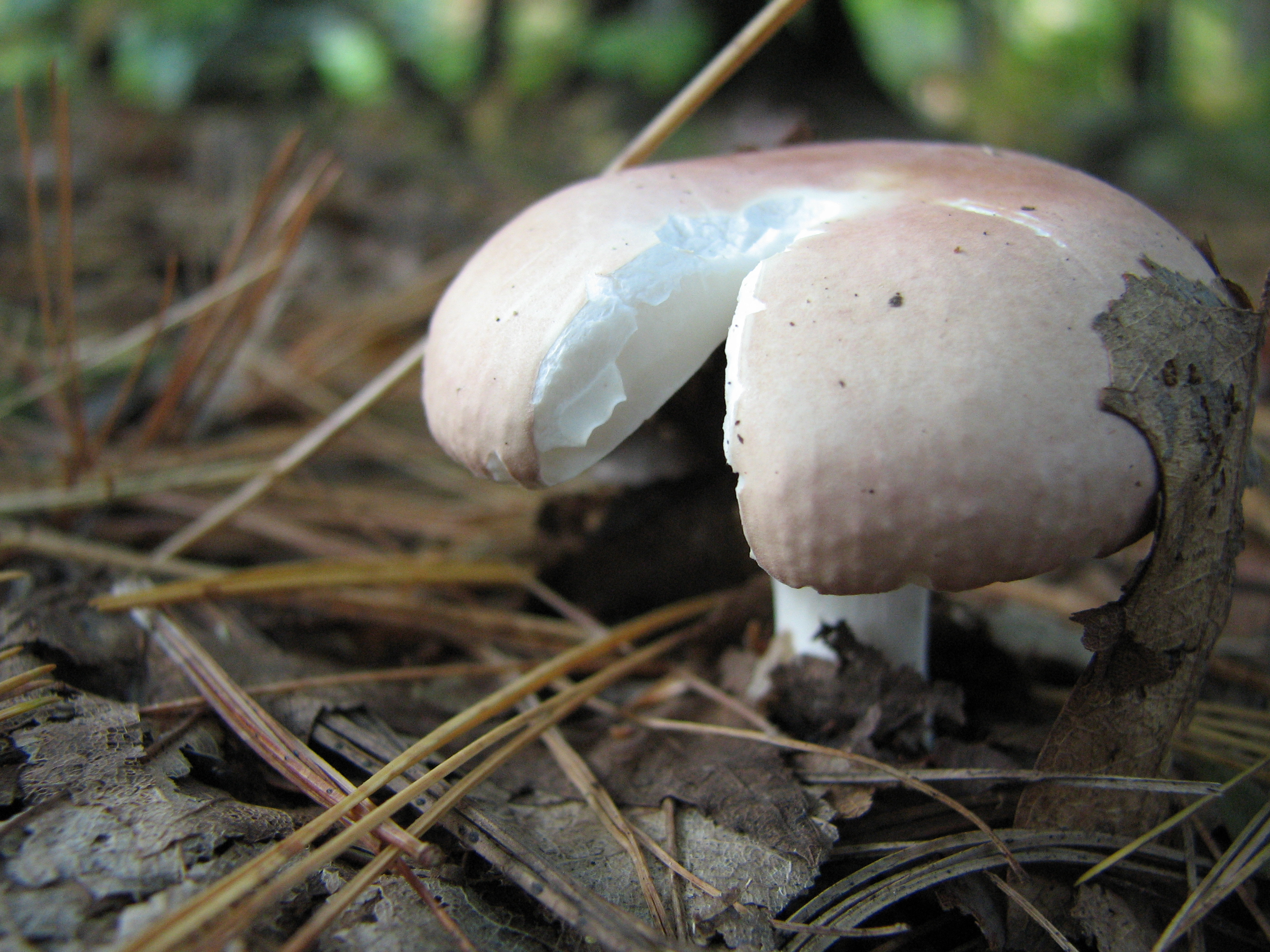 Mushroom Pie - New England Today